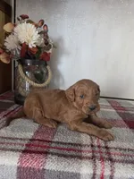 Teddy Blue, a male Goldendoodle for sale in Lowell, AR – Photo 4 of 8