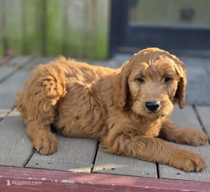 Teddy Blue – Goldendoodle puppy for sale in Lowell, AR