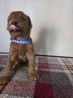 Teddy Blue, a male Goldendoodle for sale in Lowell, AR – Photo 8 of 8