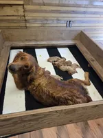 Mojo, a male Golden Retriever for sale in Lowell, AR – 7 of 8