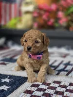 Cookie, a female Poodle - Miniature  for sale in Lowell, AR – 2 of 6