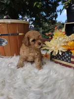Buddy, a male Poodle - Miniature  for sale in Lowell, AR – 6 of 9
