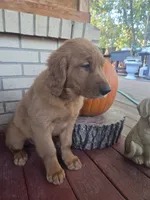 Mojo, a male Golden Retriever for sale in Lowell, AR – 10 of 10