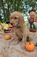 Teddy, a male Golden Retriever for sale in Lowell, AR – 9 of 10