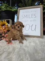 Buddy, a male Poodle - Miniature  for sale in Lowell, AR – 3 of 9