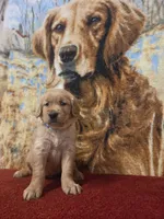 Teddy, a male Golden Retriever for sale in Lowell, AR – 1 of 4