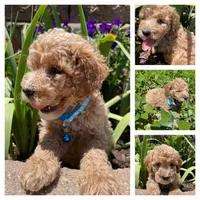 Woogie F1BB, a male Cockapoo and Poodle - Miniature  for sale in Lowell, AR – Photo 1 of 8