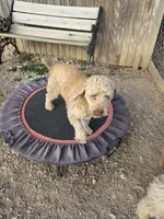 Woogie F1BB, a male Cockapoo and Poodle - Miniature  for sale in Lowell, AR – Photo 4 of 8