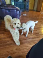 Woogie F1BB, a male Cockapoo and Poodle - Miniature  for sale in Lowell, AR – Photo 8 of 8