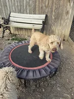 Woogie F1BB, a male Cockapoo and Poodle - Miniature  for sale in Lowell, AR – Photo 2 of 8