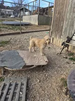 Woogie F1BB, a male Cockapoo and Poodle - Miniature  for sale in Lowell, AR – Photo 7 of 8