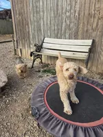 Woogie F1BB, a male Cockapoo and Poodle - Miniature  for sale in Lowell, AR – Photo 6 of 8