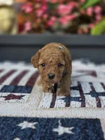 Buddy, a male Poodle - Miniature  for sale in Lowell, AR – 4 of 5