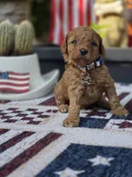 Buddy, a male Poodle - Miniature  for sale in Lowell, AR – 2 of 5