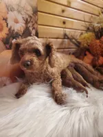Cookie, a female Poodle - Miniature  for sale in Lowell, AR – 5 of 6