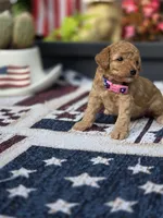 Cookie, a female Poodle - Miniature  for sale in Lowell, AR – 3 of 6