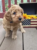 Skippy, a male Cockapoo and Poodle - Miniature  for sale in Lowell, AR – 3 of 10
