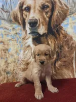 Teddy, a male Golden Retriever for sale in Lowell, AR – 2 of 4