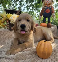 Skip, a male Golden Retriever for sale in Lowell, AR – 9 of 10