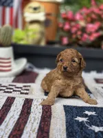 Honey, a female Poodle - Miniature  for sale in Lowell, AR – 5 of 8