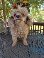 Rocco, a male Poodle - Miniature  for sale in Lowell, AR – 9 of 10