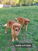 Honey , a female Golden Retriever for sale in Lowell, AR – Photo 6 of 10