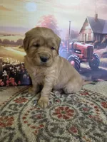 Honey , a female Golden Retriever for sale in Lowell, AR – Photo 2 of 10