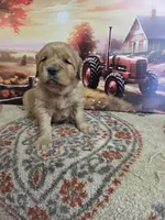 Honey , a female Golden Retriever for sale in Lowell, AR – Photo 7 of 10