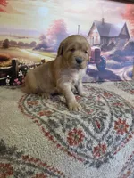 Honey , a female Golden Retriever for sale in Lowell, AR – Photo 4 of 10