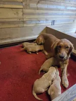 Mojo, a male Golden Retriever for sale in Lowell, AR – 4 of 8