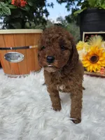 Rocco, a male Poodle - Miniature  for sale in Lowell, AR – 2 of 10