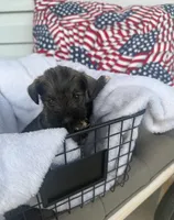 Phoebe, a female Miniature Schnauzer for sale in Bolivar, MO – 3 of 5