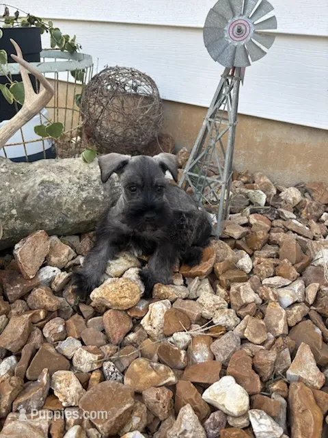 Chandler – Miniature Schnauzer puppy for sale in Bolivar, MO