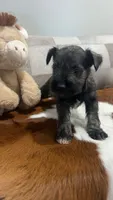 Gunther, a male Miniature Schnauzer for sale in Bolivar, MO – 4 of 7