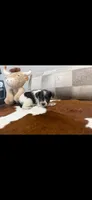 Joey, a male Miniature Schnauzer for sale in Bolivar, MO – 5 of 10
