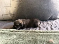 Chandler, a male Miniature Schnauzer for sale in Bolivar, MO – 5 of 7
