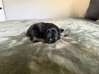 Monica, a female Miniature Schnauzer for sale in Bolivar, MO – 6 of 7