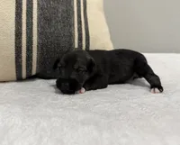 Rachel, a female Miniature Schnauzer for sale in Bolivar, MO – 4 of 6