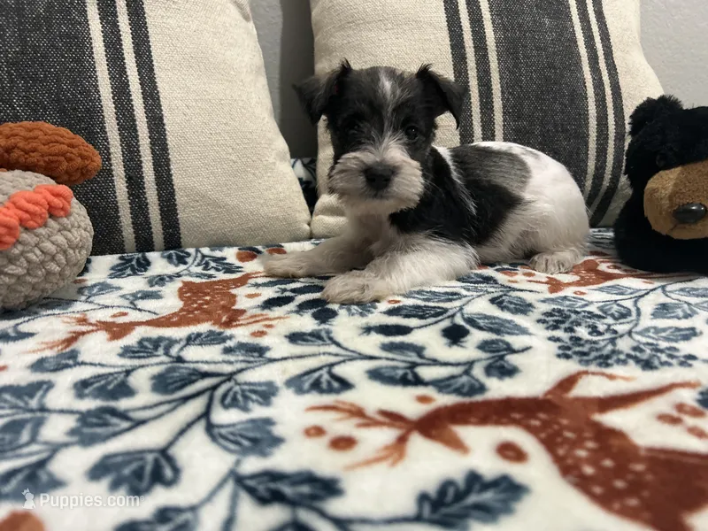 Joey – Miniature Schnauzer puppy for sale in Bolivar, MO