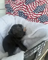 Rachel, a female Miniature Schnauzer for sale in Bolivar, MO – 5 of 6