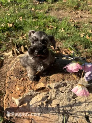 Phoebe – Miniature Schnauzer puppy for sale in Bolivar, MO