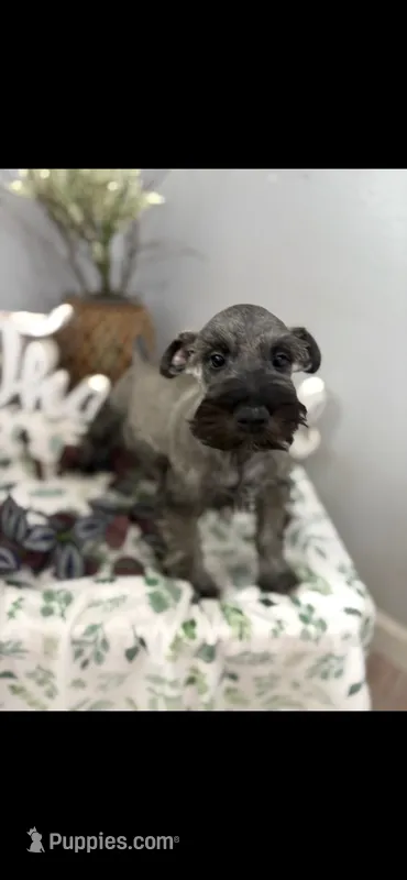 Gunther – Miniature Schnauzer puppy for sale in Bolivar, MO