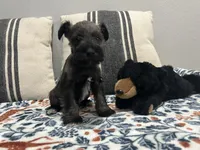 Gunther, a male Miniature Schnauzer for sale in Bolivar, MO – 6 of 10