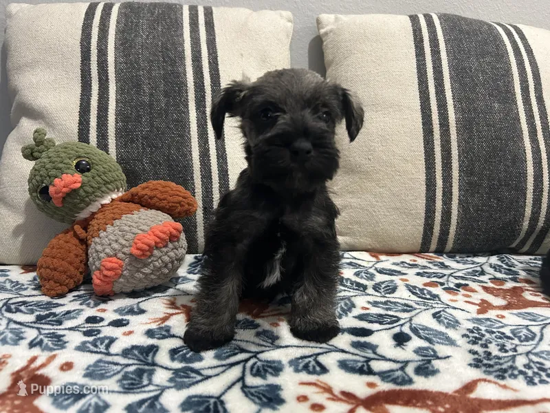 Chandler – Miniature Schnauzer puppy for sale in Bolivar, MO