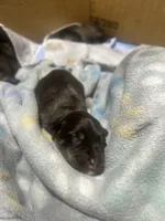 Ross, a male Miniature Schnauzer for sale in Bolivar, MO – 7 of 7