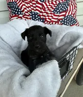 Monica, a female Miniature Schnauzer for sale in Bolivar, MO – 2 of 7