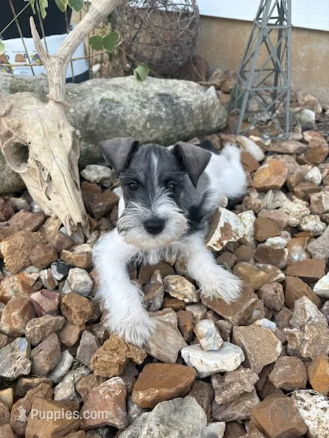 Joey – Miniature Schnauzer puppy for sale in Bolivar, MO
