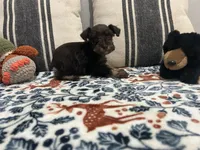 Ross, a male Miniature Schnauzer for sale in Bolivar, MO – 7 of 10