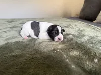 Joey, a male Miniature Schnauzer for sale in Bolivar, MO – 9 of 10