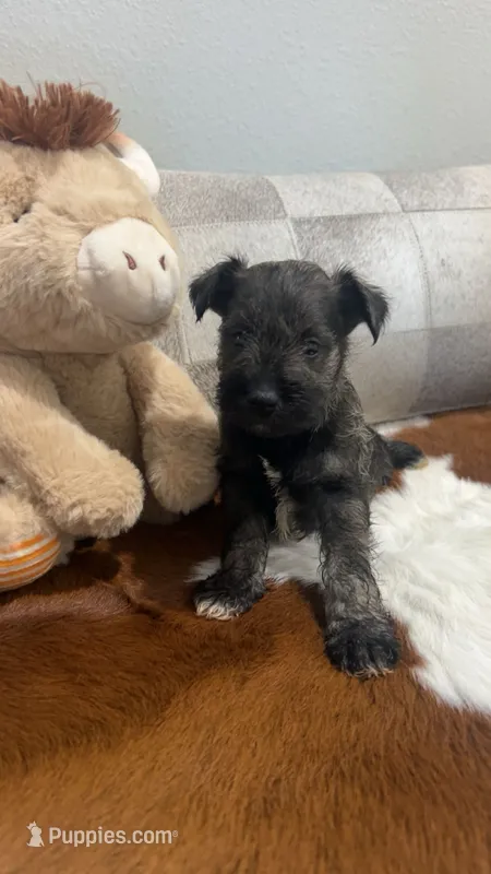 Gunther – Miniature Schnauzer puppy for sale in Bolivar, MO